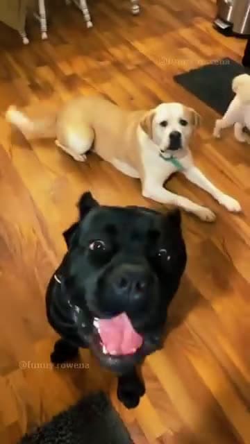 cover for THE END #animals #funnyvideos #funny #pet #dog #cat #laugh #cute #dogsoftiktok #catsoftiktok #fyp #foryou 2