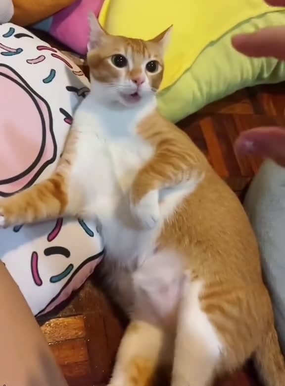cover for Cat: don't flatter yourself, we just know each other Cat: don't flatter yourself, we just know each other#kitten
