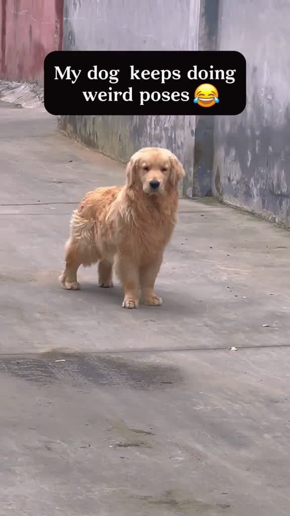 cover for Funny dogs  #funny  #funnyvideos  #fun