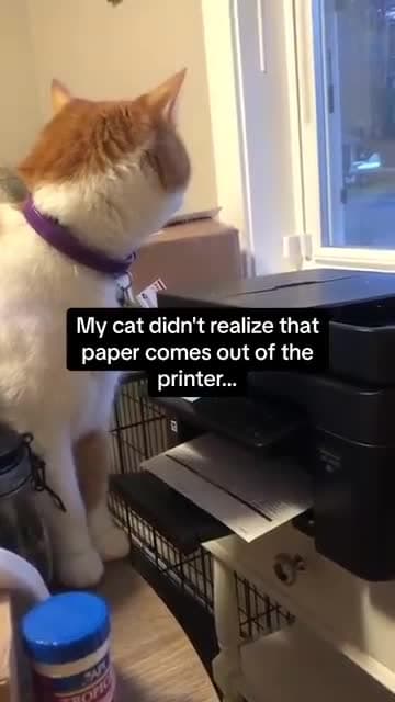 cover for My cat didn’t realize that paper comes out of the printer!