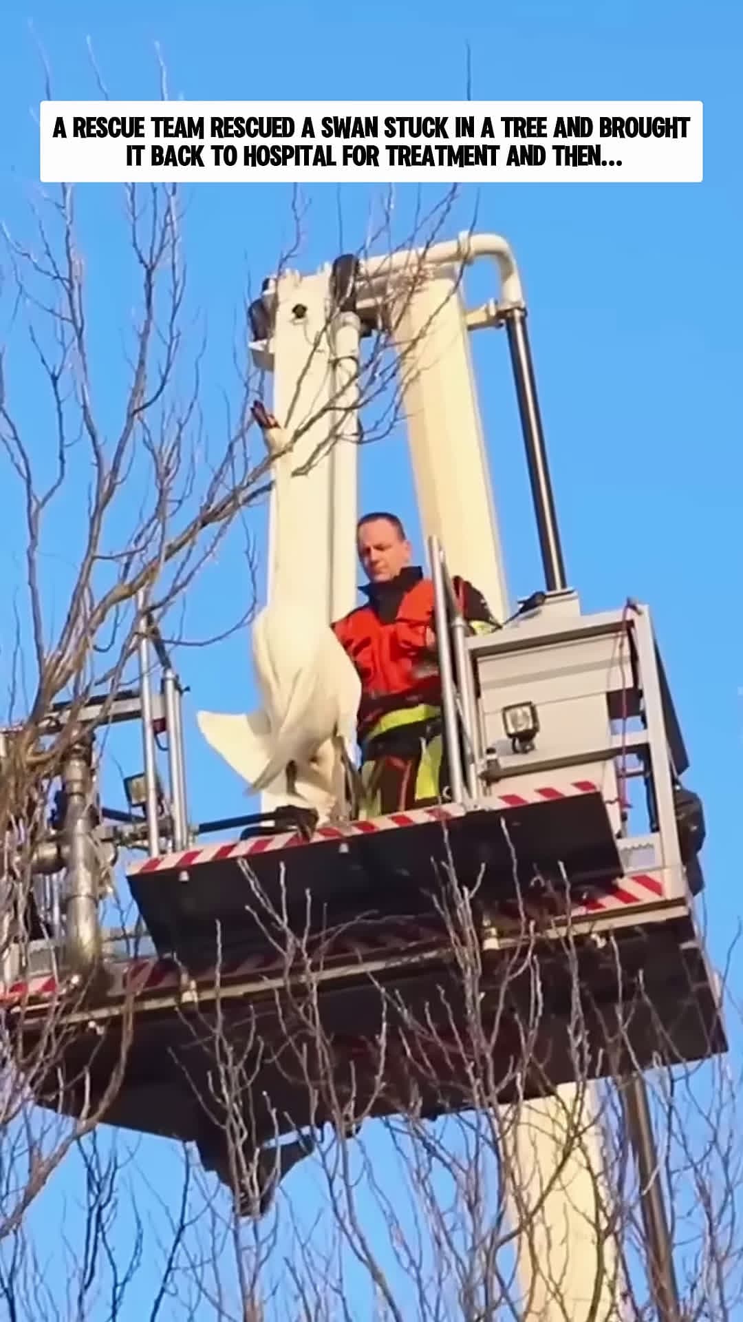 cover for A rescue team rescued a swan stuck in a tree and brought it back to hospital for treatment and then