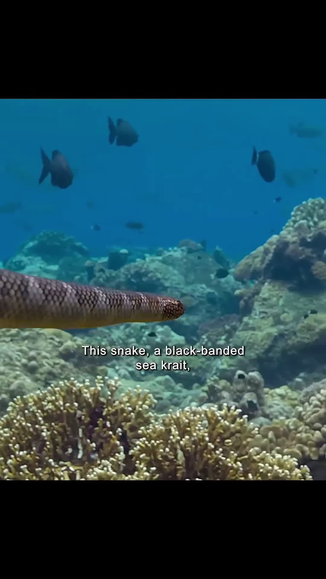 cover for Watch a mesmerizing alliance: black banded sea kraits slithering with bluefin trevally in the wild! 🐍🐟 #Nature #UnderwaterWorld #SeaLife