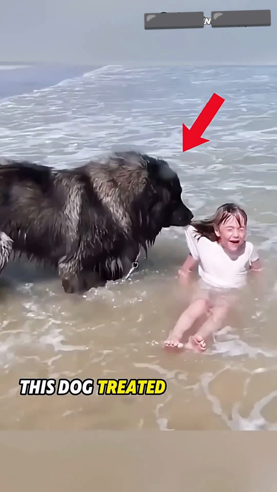 cover for Dog 'rescues' its 'daughter' from the sea🥰 #scoopzanimalvideo 