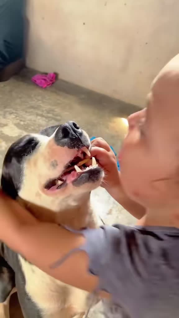 cover for Sneaky pup steals snacks straight from the kids! 🐶🍪 #dogstealsfood #cute #viralvideos