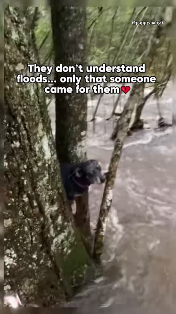 cover for Heroic rescue: dog saved from rising floodwaters in Texas 🐶💧 #TexasFloods #DogRescue #Texas #BraveHeart