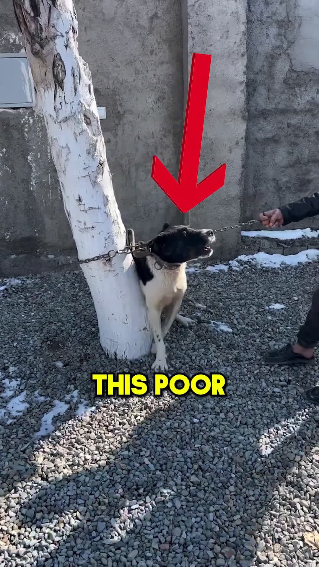 cover for This Dog Is Sad But