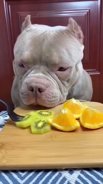 cover for Now the menu is eating fruit #fb #reels #viral #dog #cat #pet #fyp #fyp #4u #rcb #piday #badminton #digitalmarketing #medalmonday #newalbum #anthonyedwards #cute #funny #doglo