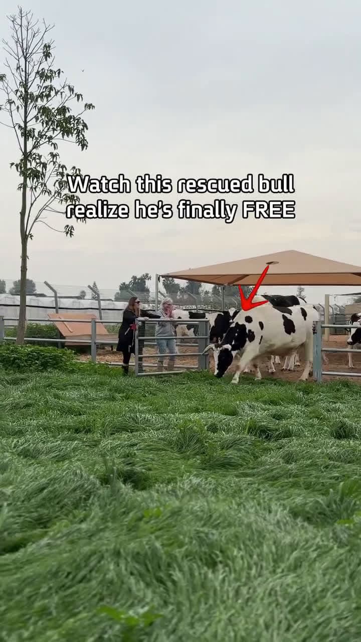 cover for Meet Udi - the free bull! #FunniestVideoOnMyPhone#OddlySatisfying