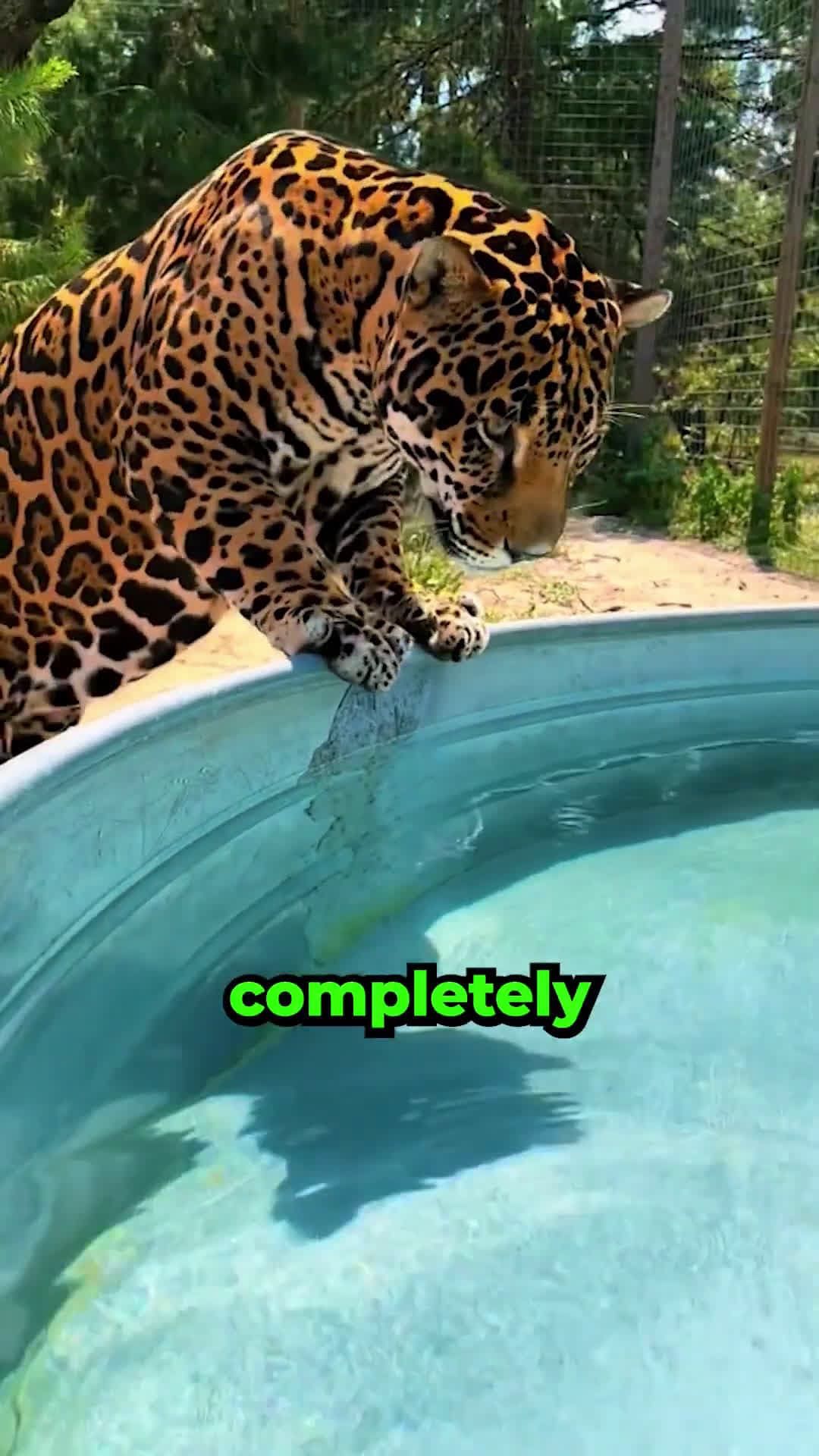 cover for This Tiger Has Invaded His Garden