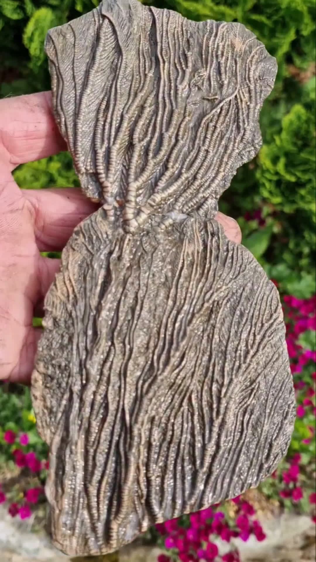 cover for Here's a great example of the crinoid Pentacrinites fossilis. Although plant 🪴 like, it's actually an animal related to echinoids and starfish. It's relatively common to find pieces of crinoid lens amongst the shingle 