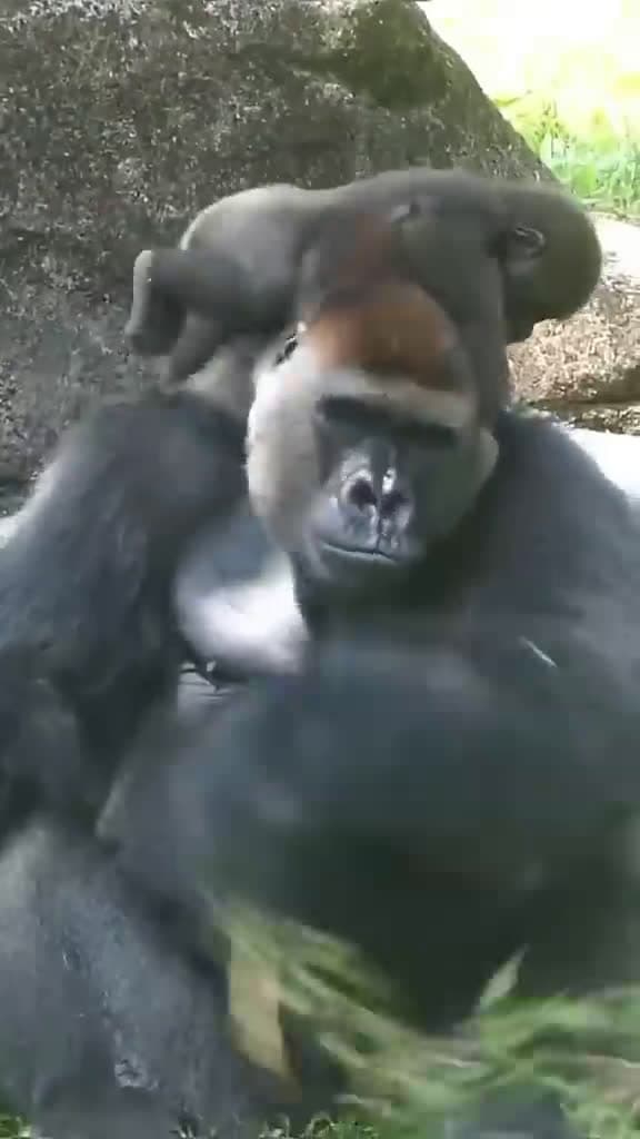 cover for Baby Gorilla Annoying His Father 🐵