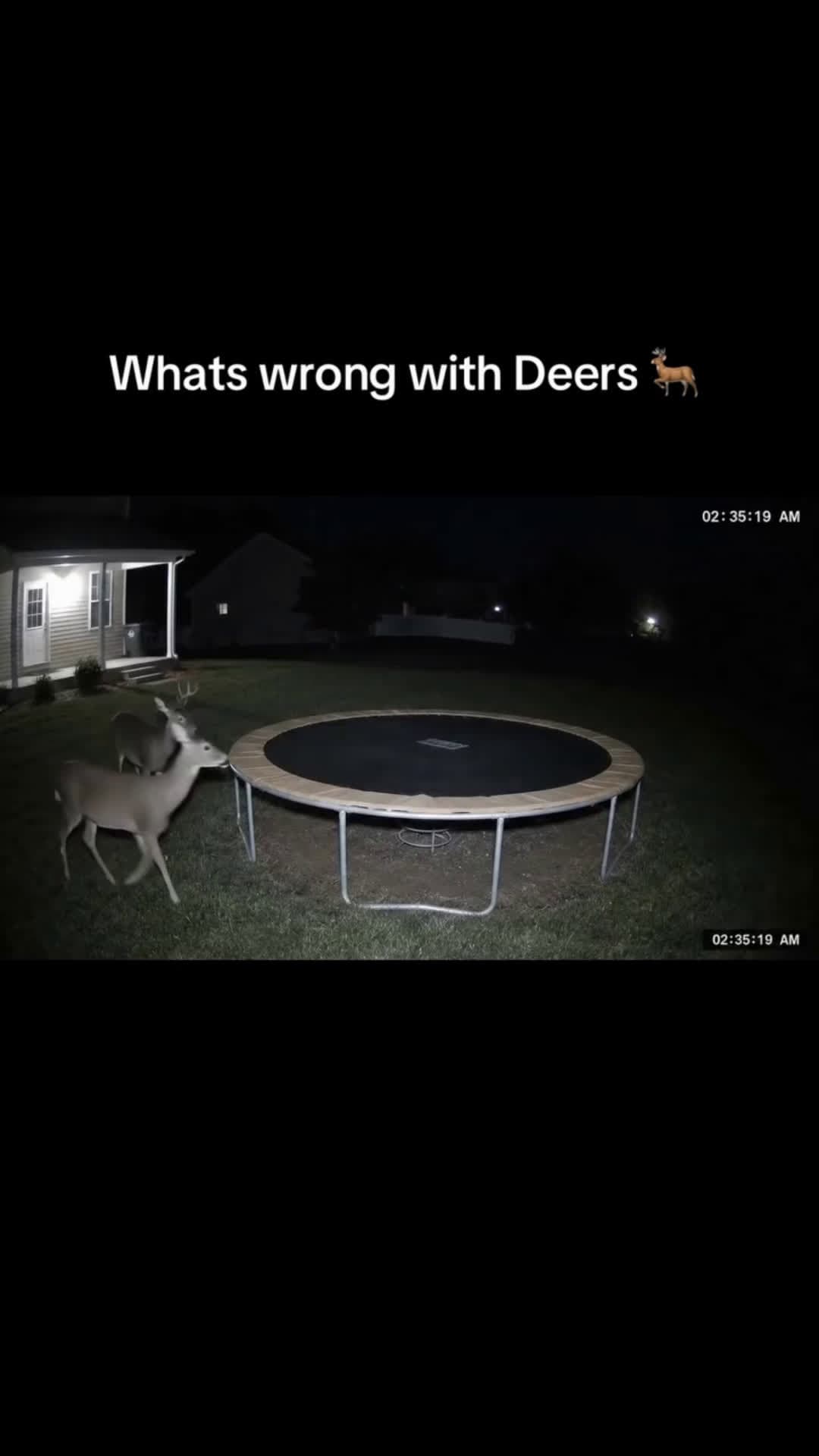cover for #funnestvideotren that deer🤣