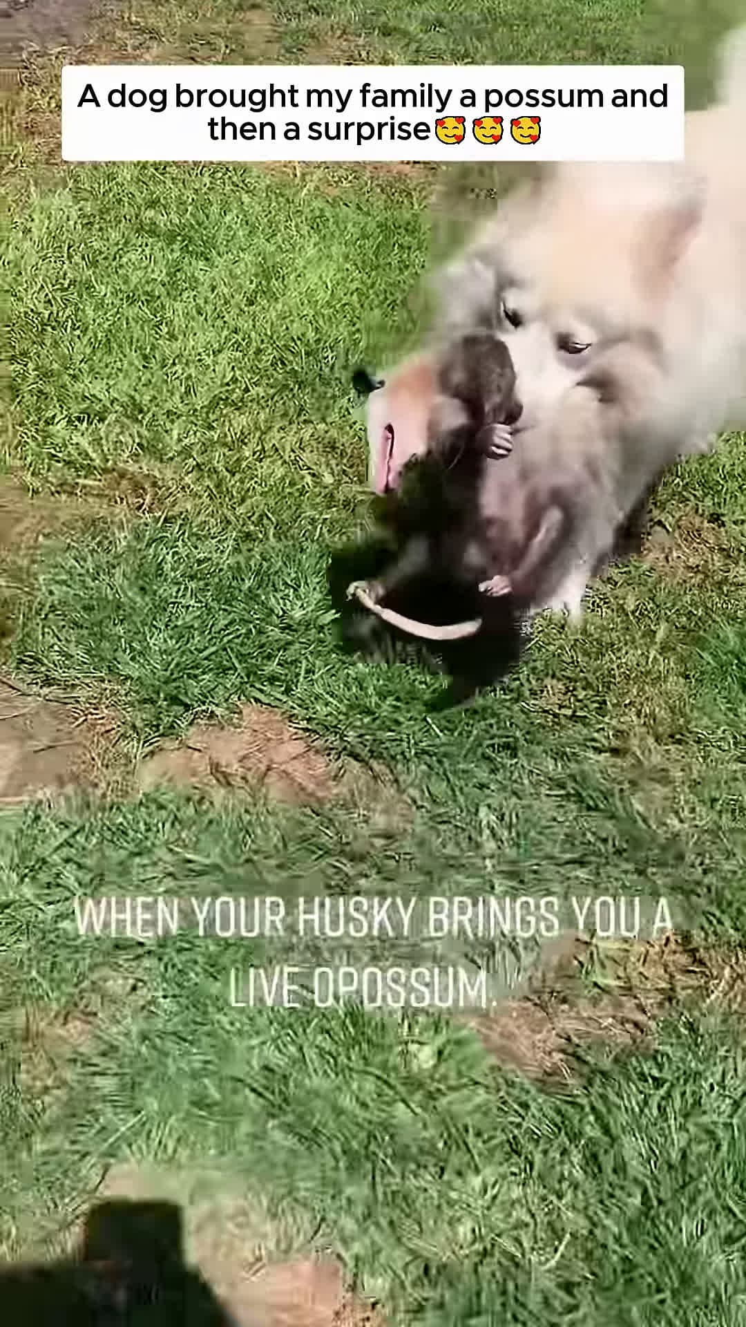 cover for A dog brought my family a possum and then a surprise