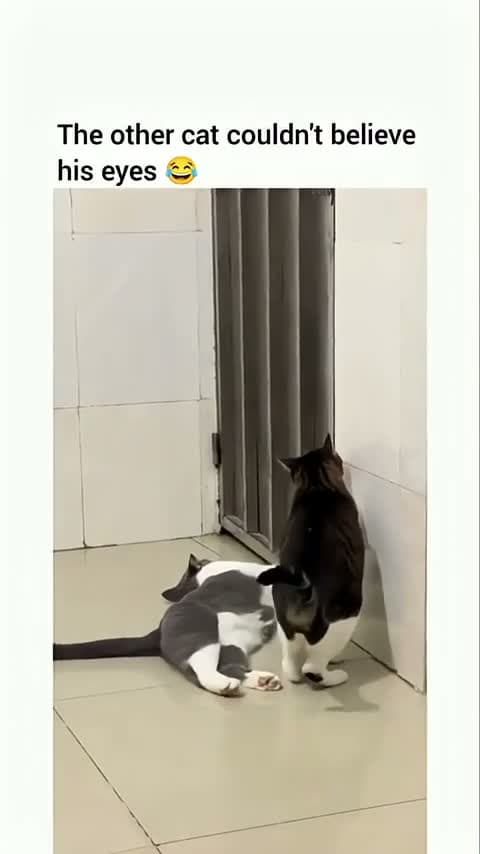 cover for Watch the moment this cat gets totally stunned by Soft Paws in action! 😲🐾 #CatMagic #SoftPaws #CatReaction