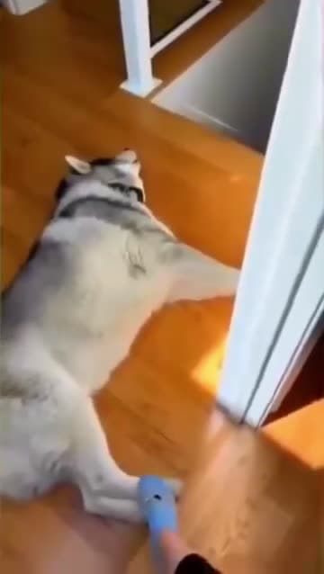 cover for Funny and cute dogs compilation #funnydog #cutedog #dogoftiktok #doglover #dog #dogoftiktok #foryoupage #funnypet #doggo #talkinganimals #foryoupagereels #funnyanimals #foryou 1050