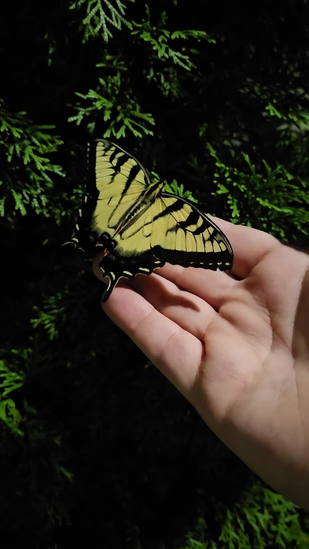 cover for Huge wings spotted! Is this a butterfly or a moth? 🦋 #Insects #Nature #Wildlife