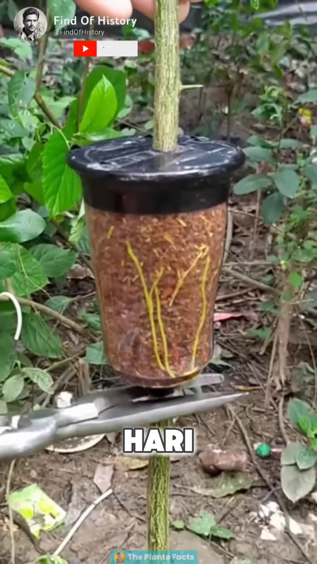 cover for Unbelievable How to Graft a Lemon Tree Easy in 40 Days Part 01 shorts short unique