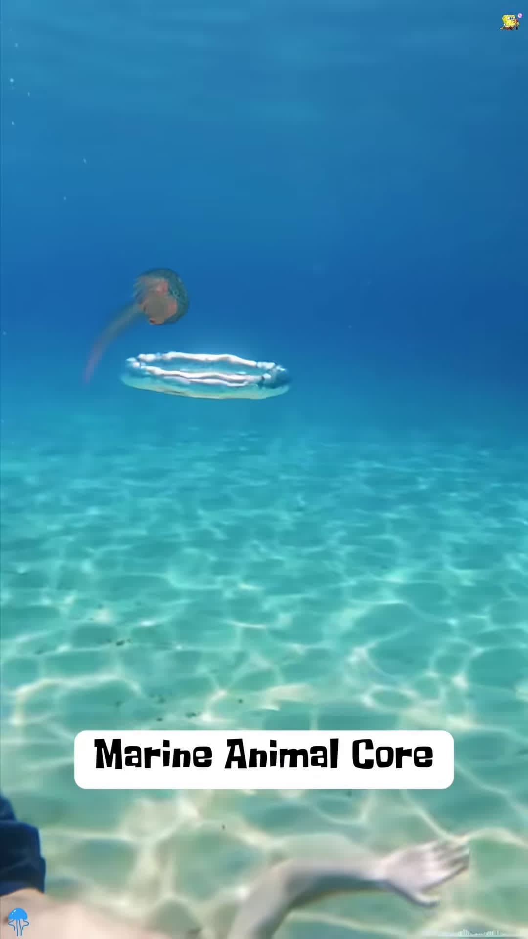cover for Marine Animal CoreOcean Core Diving Underwater Worldgreatbarrierr 1