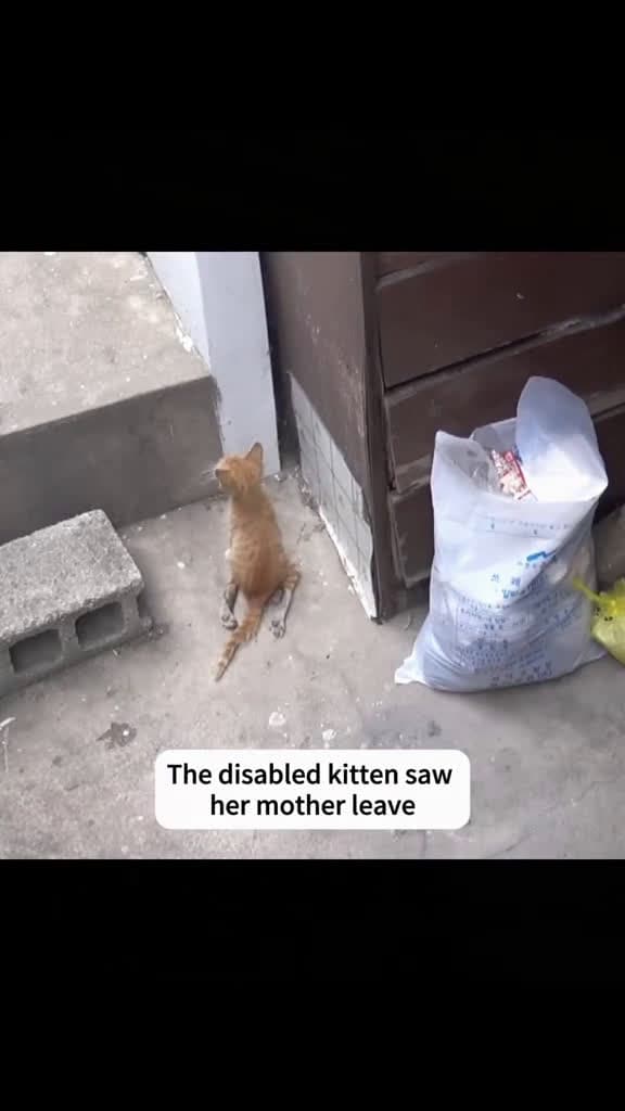 cover for rescue cat fyp tiktok 95498 #trending
