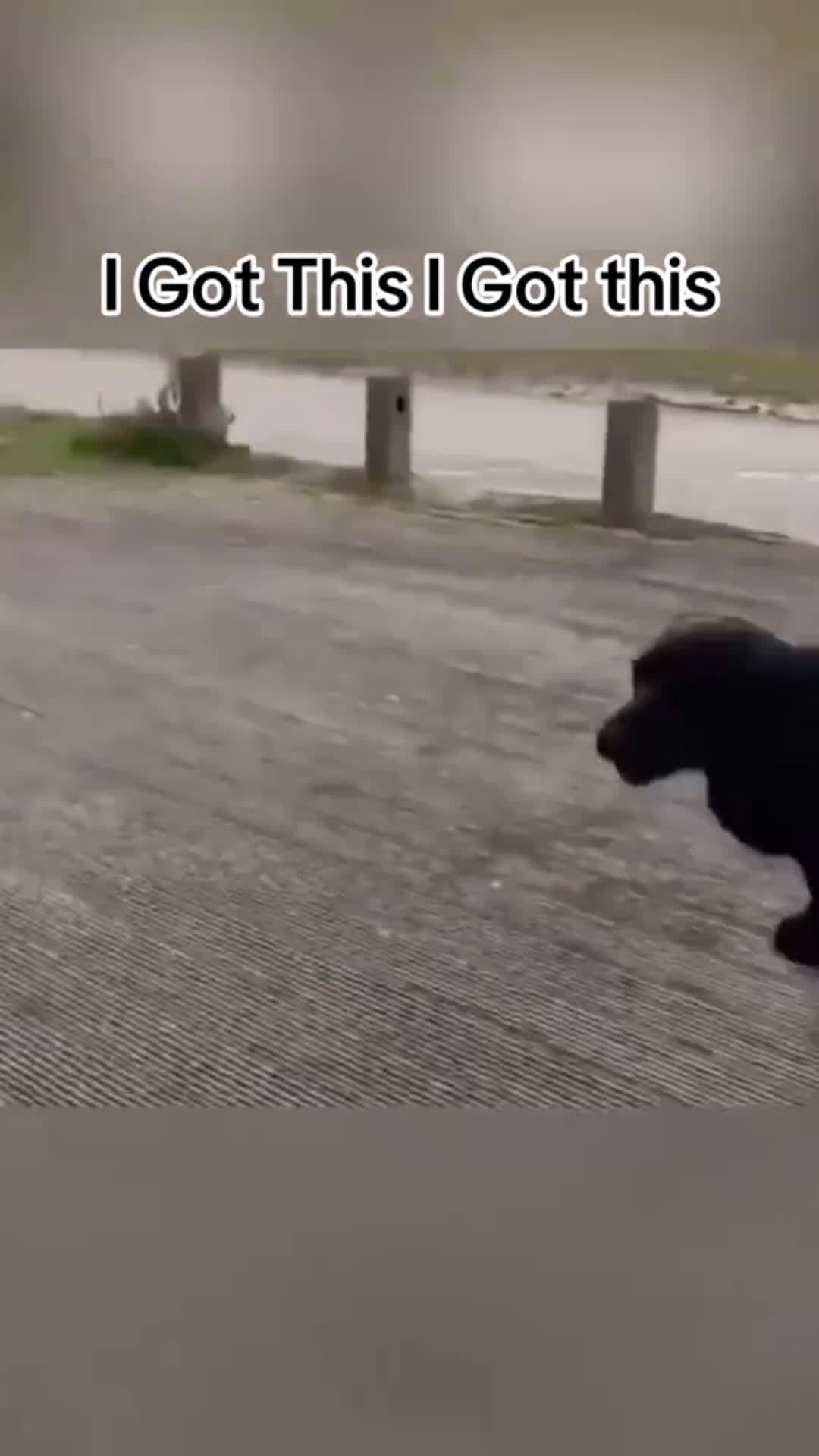 cover for Nooo not the pup😂😂😂😂 #animals #funny #dogs #fyp  #scoopzanimal 