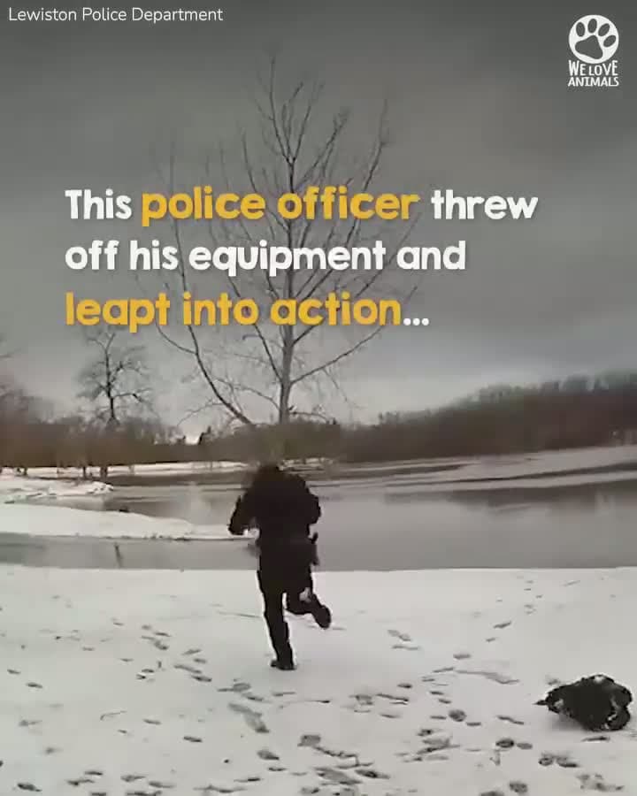 cover for Bodycam footage captured this brave police officer throw himself onto thin ice to rescue a dog trapped in a frozen lake #SpreadTheLove#ThePawfectMoment