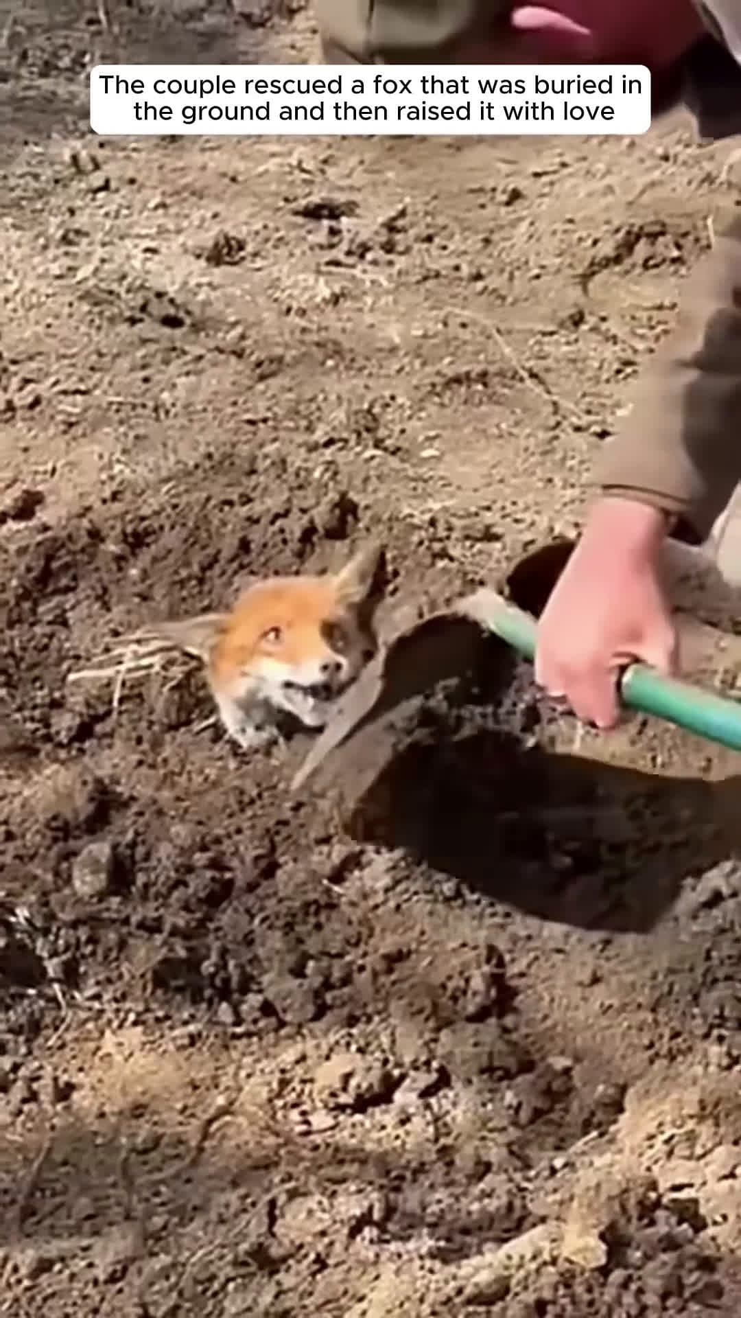 cover for The couple rescued a fox that was buried in the ground and then