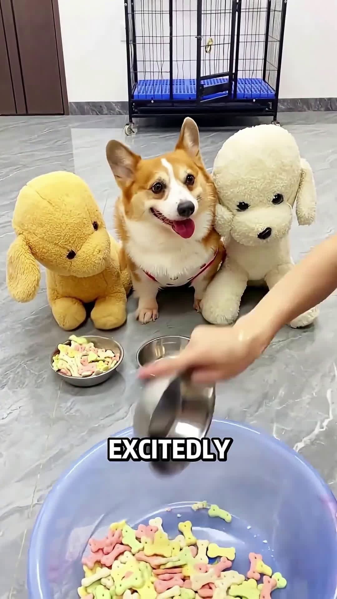 cover for The puppy waits for his food but the end disappoints him... #scoopzanimalvideo 