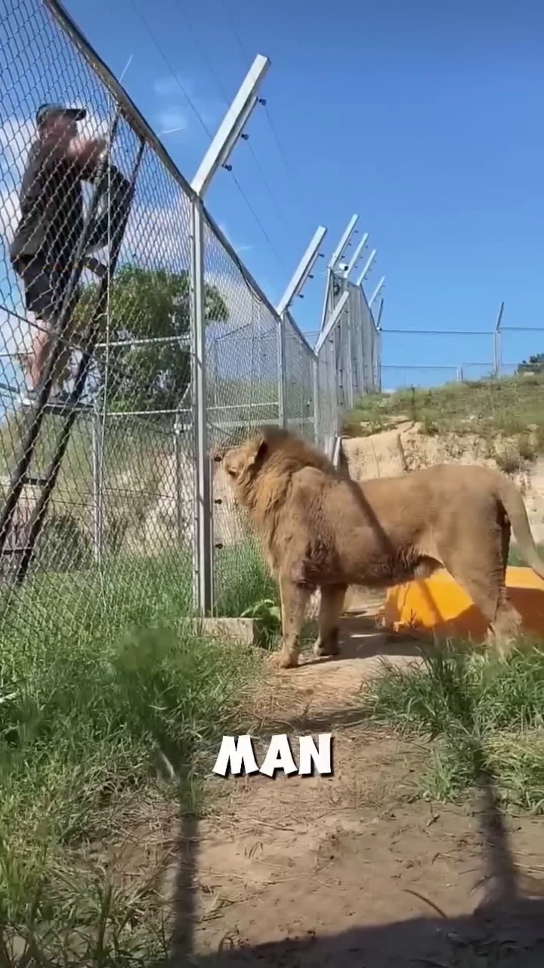 cover for This man threw a tire into the lion’s 🦁 cage..Unbelievable moment #scoopzanimalvideo 