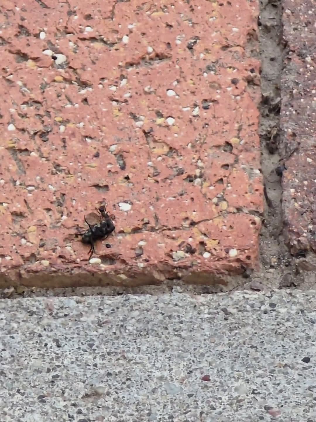cover for Small but mighty: this little guy is putting in the work and crushing the day 💪🔥 #TinyButMighty #GrindMode #Underdog #WorkEthic