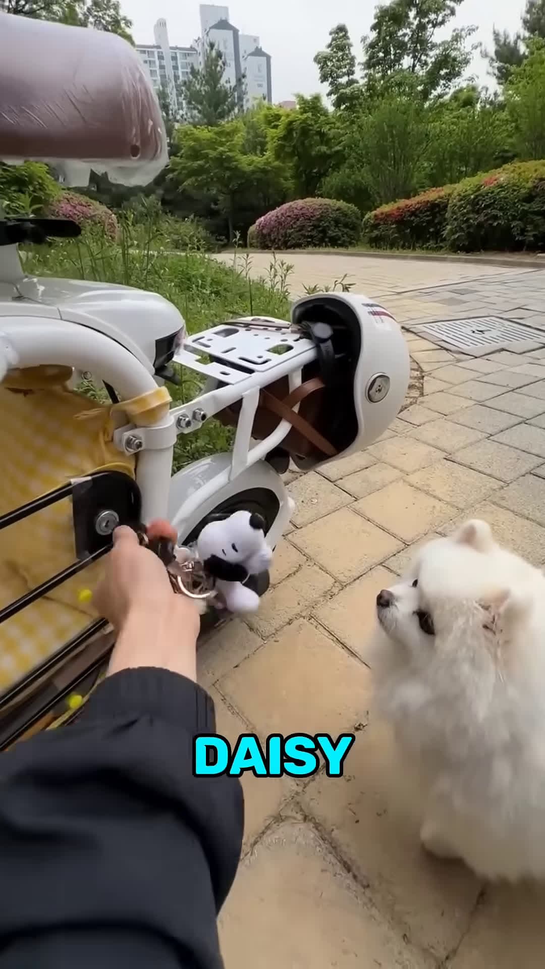 cover for This Dog Rides a Motorcycle Every Day