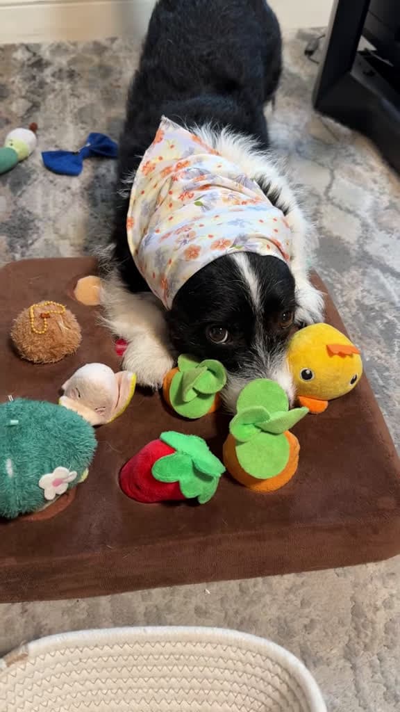 cover for Finished the order, but I’m out of cluckin’ patience today 🐔 Don’t ask about chicken or you’ll get the boot! #sassydog #funnydog #cute