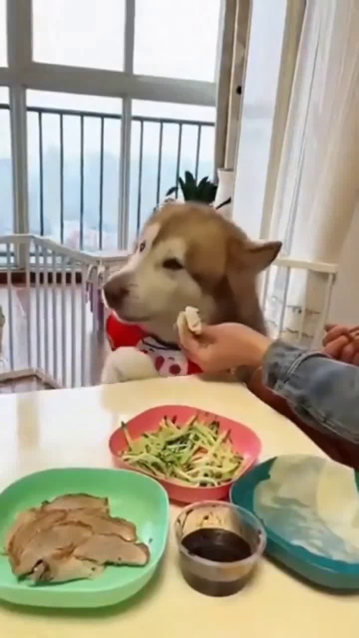 cover for This dog refuses his treat unless it has sauce! 😂🐶 #DogLife #FunnyPets #SpoiledDog