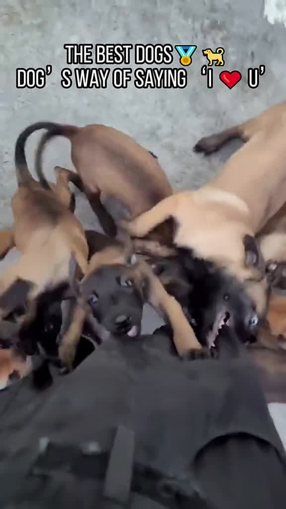cover for Dog s way of saying I U funnyvideos dog foryoupage dogs usa tiktok tiktokdogs doglife 50302 #trend