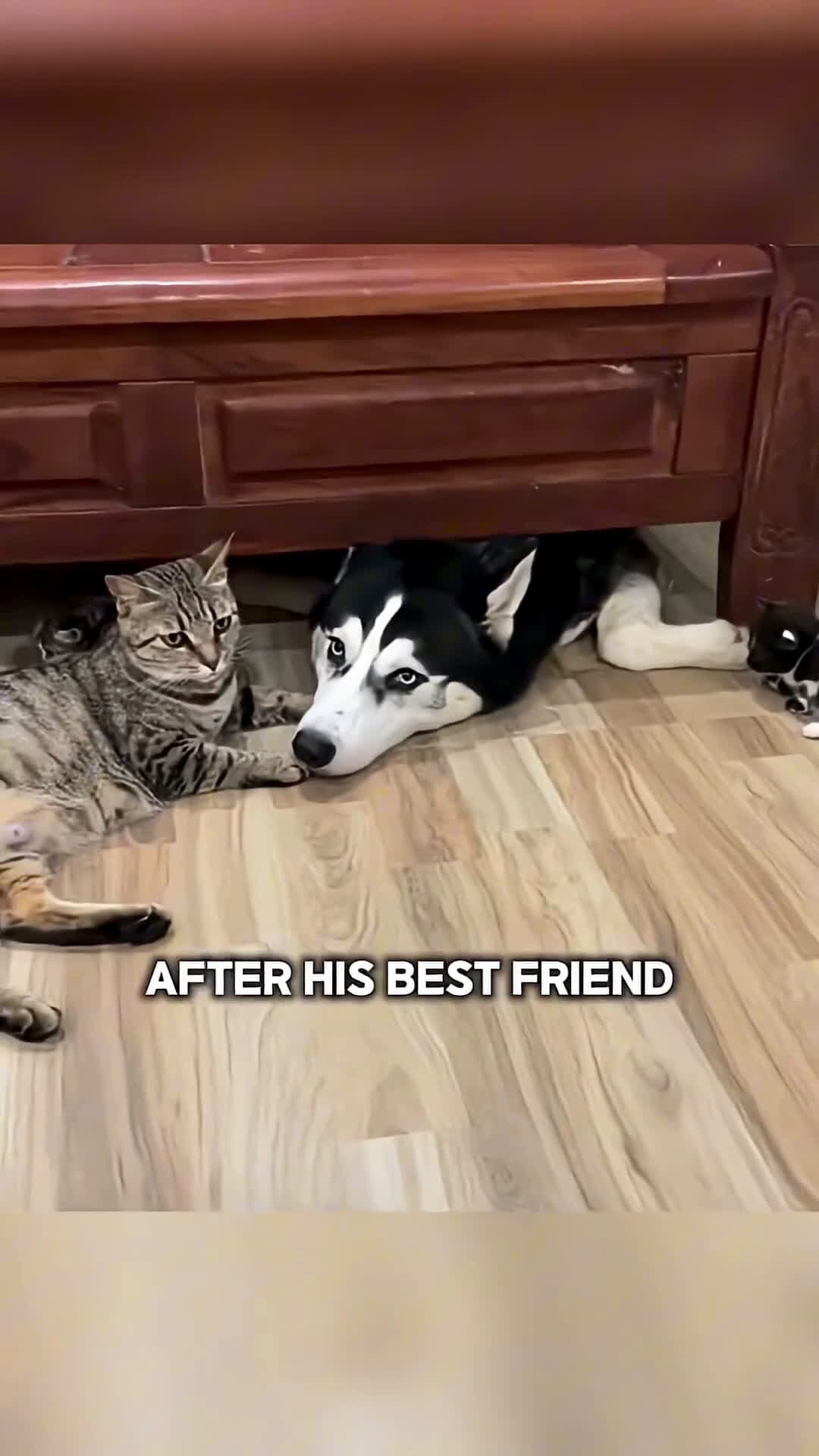 cover for This dog just wanted to be friends with the kittens, but they didn’t  #dog #underst #cat