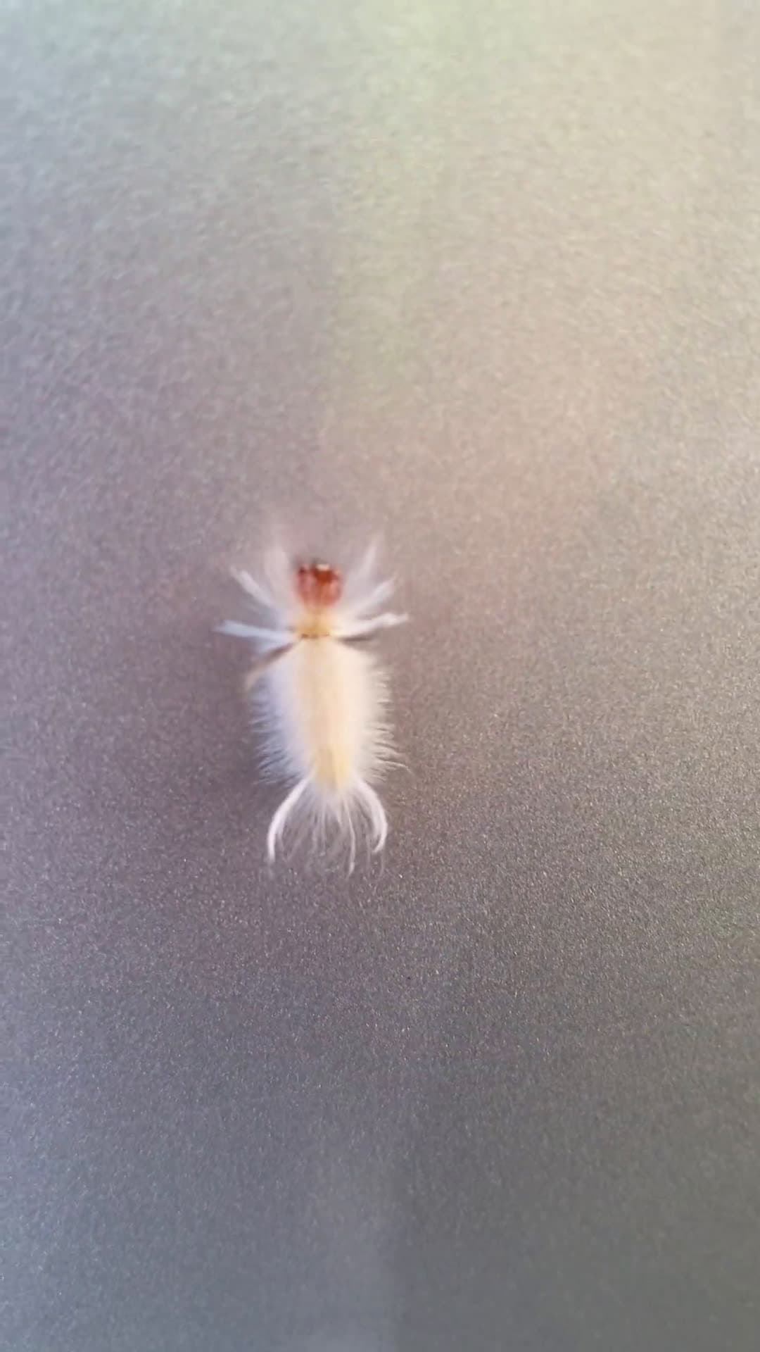 cover for What’s this tiny crawler on my car? 🐛 #RhodeIsland #NatureMystery #BugWatch