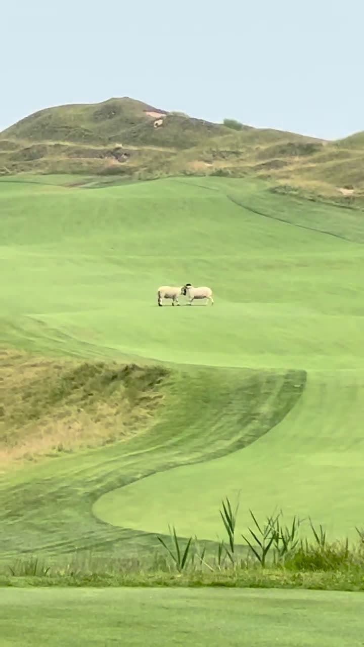 cover for When wildlife steals the show on the greens 🏌️‍♂️🌳 #NatureIsMetal #GolfCourse #Wildlife #GolfFails