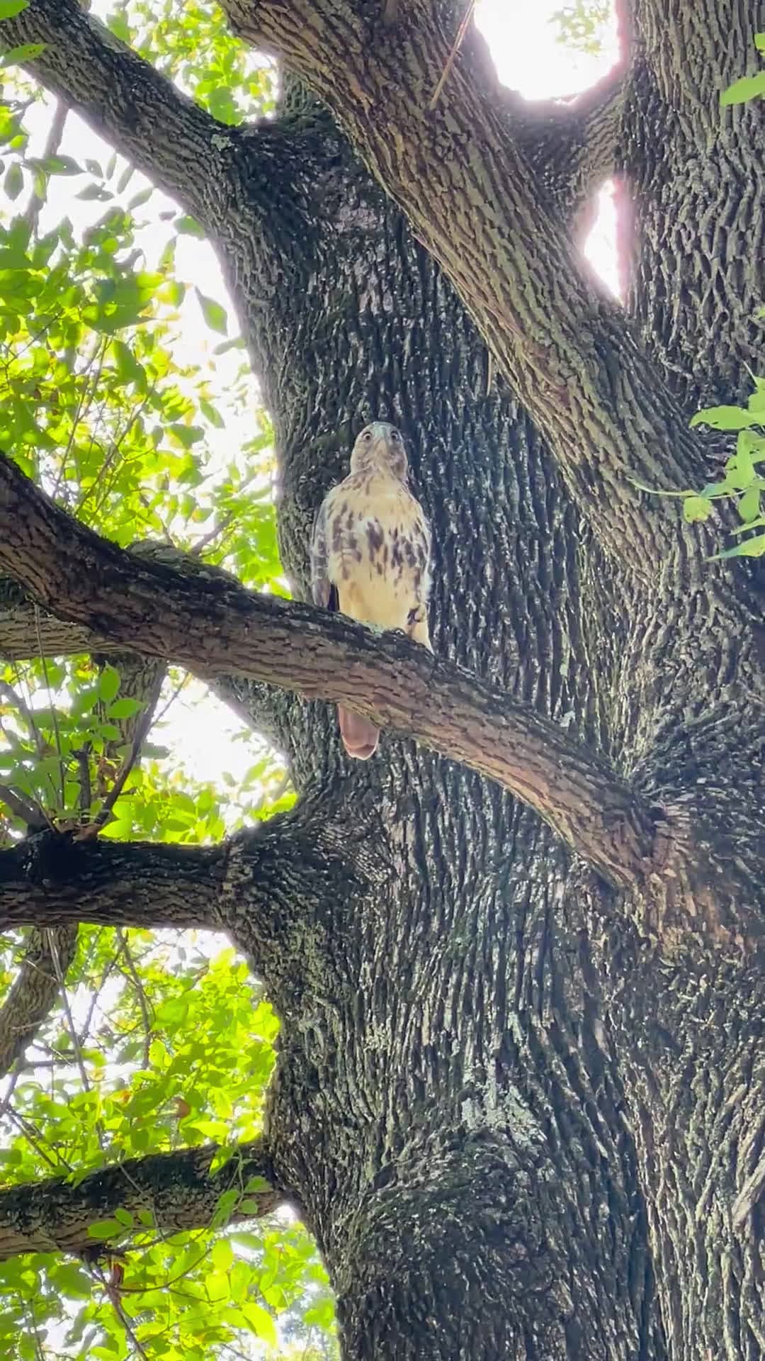 cover for Caught on camera: a red-tailed hawk totally ignores the paparazzi 🦅 #RedTailedHawk #NatureLovers #Wildlife #BirdWatching