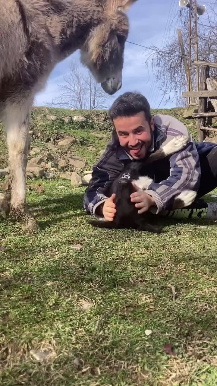 cover for #love #cute #animals #video #funny 