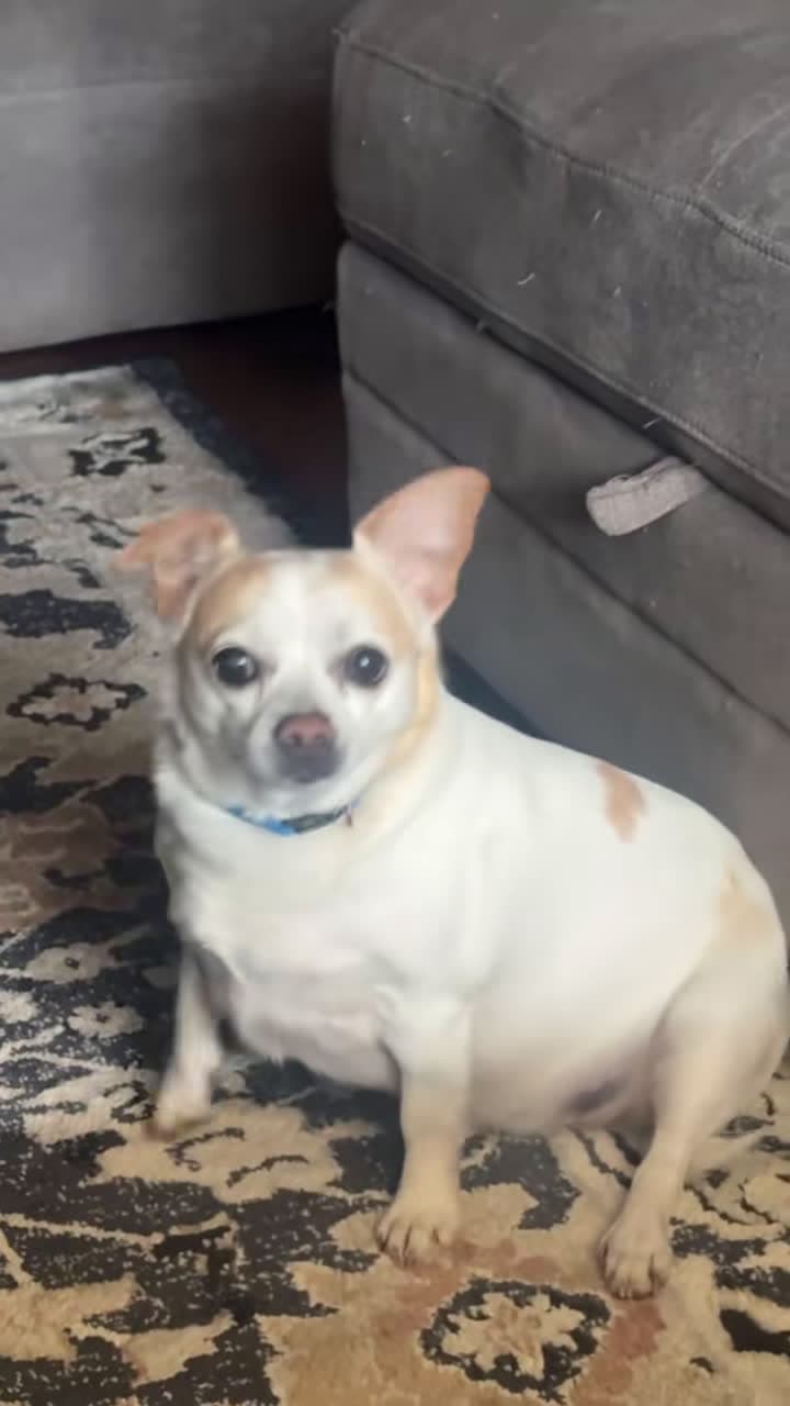 cover for Dramatic Chihuahua dog #foryou #dog #chihuahua #fyp #funnyvideo