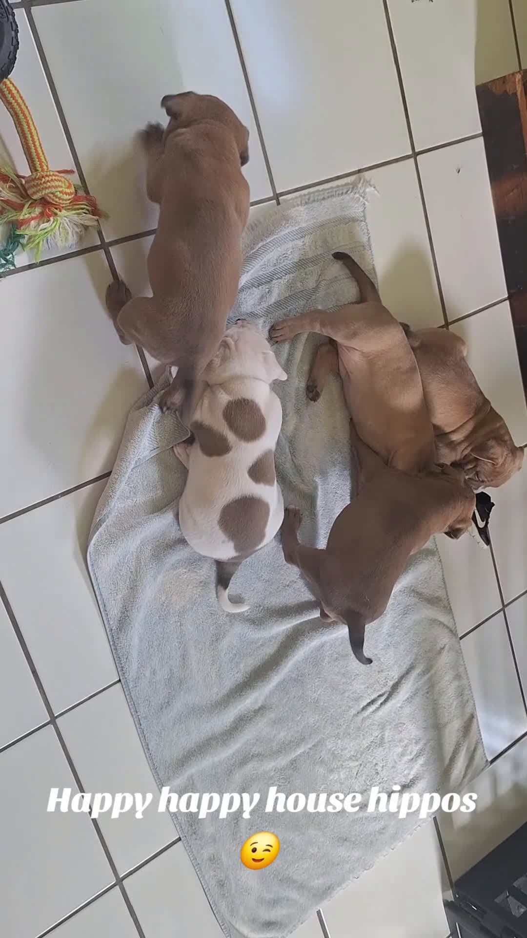 cover for So much love for these house hippos ♥️😏#puppylove #adorablepuppy #dogsofinstagram #puppy #puppiesofinstagram