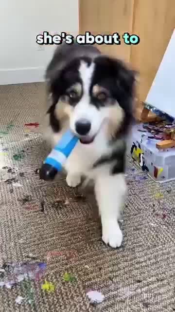cover for This dog is an amazing painter 😎👍