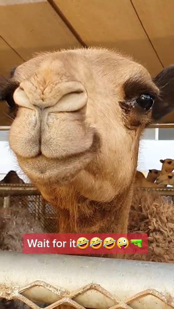 cover for AhaaaaaaaaaaWait for it#fyp #funny #tiktok #camel #foryou
