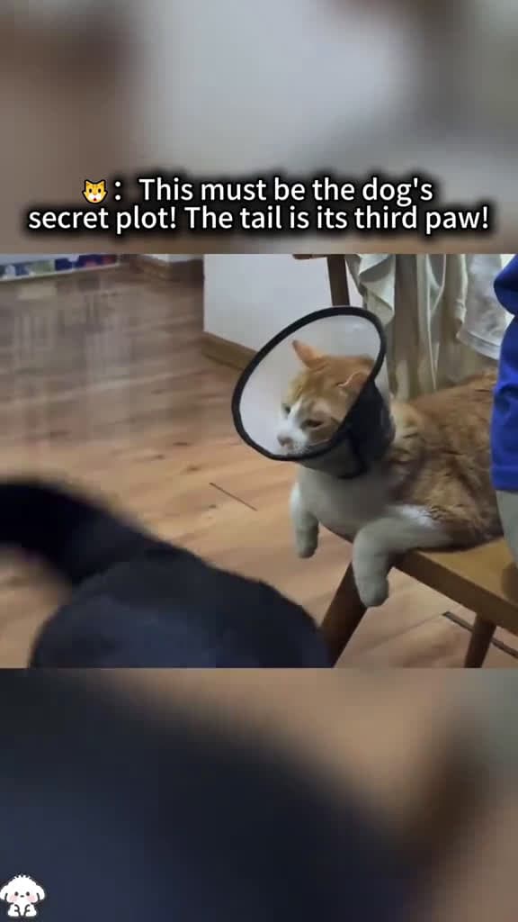 cover for When dogs use their tails as weapons cat foryou fyp funny dog dogsoftiktok 18526 #america