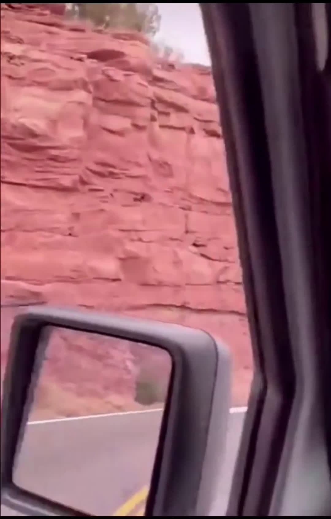 cover for What a beautiful day i think I'll take a little walk! #scoopz  #animals  #colorado   #trending  #pov  #fyp  #foryoupage  #foryoupage❤  #foryoupageofficiall  #viral  #viralvideo 