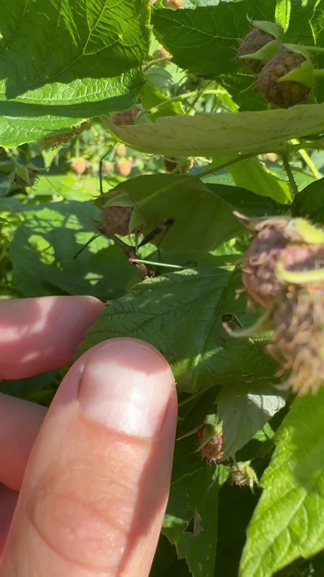 cover for Check out the surprise I found hiding in my raspberry patch 👀 #GardenFind #RaspberryPatch #UnexpectedGuest #NatureLovers