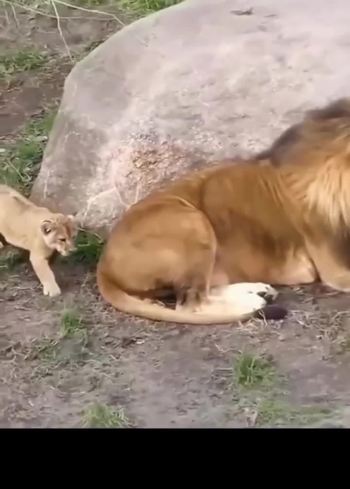 cover for Tiny cub shows the king who's boss! 🦁 #Lion #Wildlife #AnimalKingdom