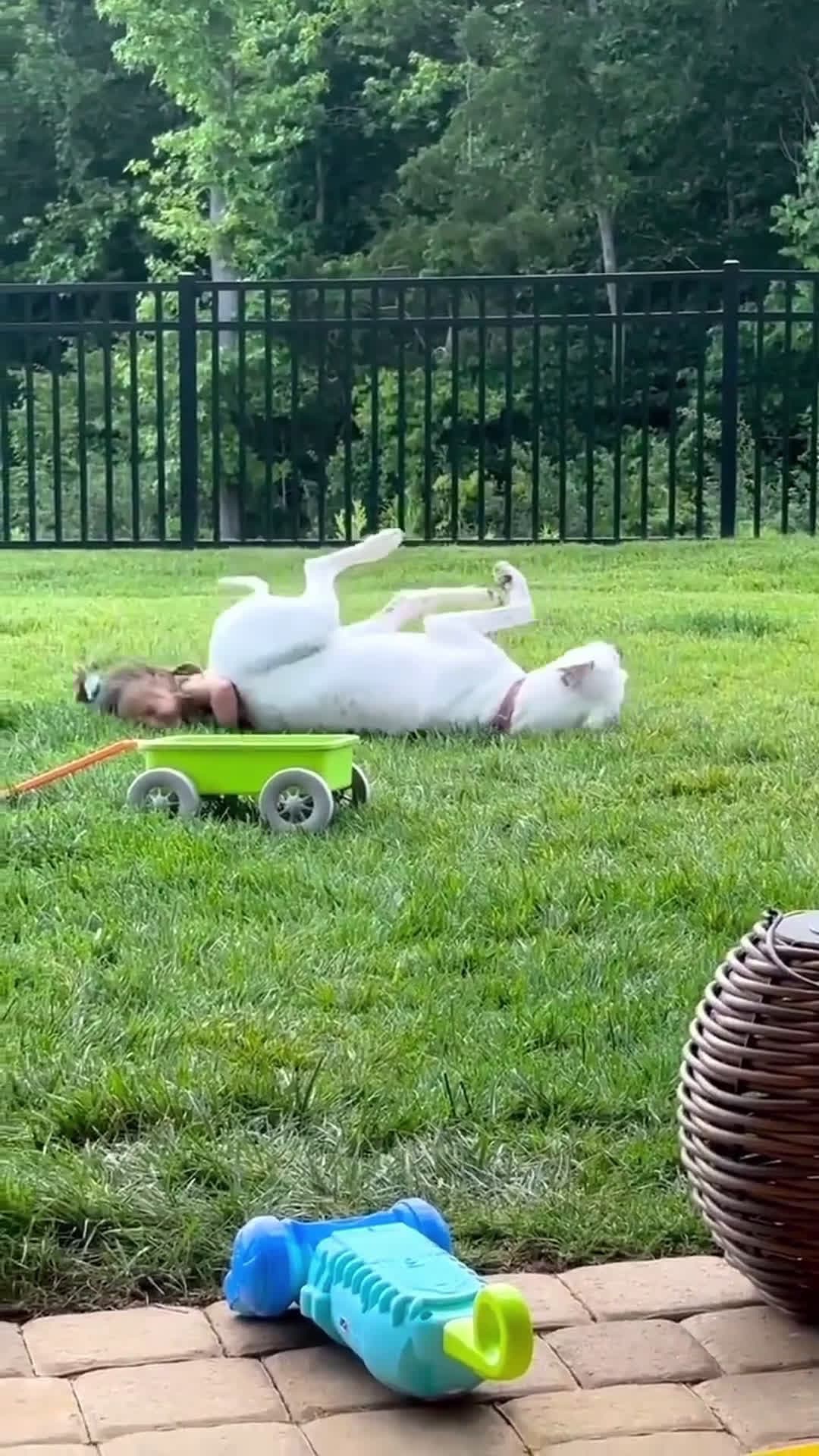 cover for #animalbeingbros#Sweet friendship ❤️#dog #baby #pet #Love #cute #bestfriend #lovestory #dogsoftiktok #foryou #usa🇺🇸