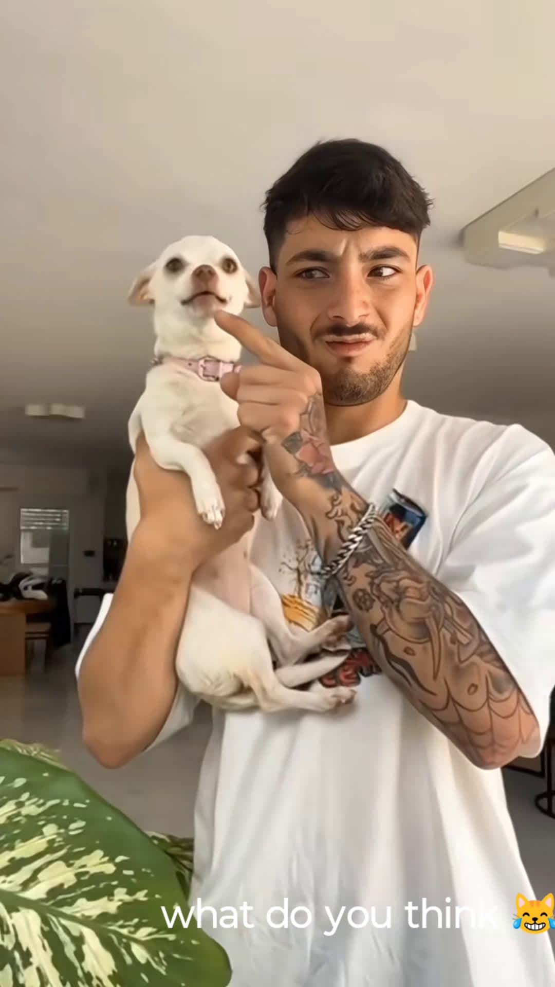 cover for #FirstVideoChallenge #funny  #dog 