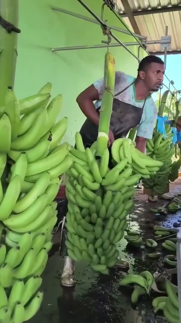 cover for Watch this farmhand expertly cutting banana hands straight from the stem! 🍌 #FarmLife #BananaHarvest #Agriculture #Farming #FreshFruit