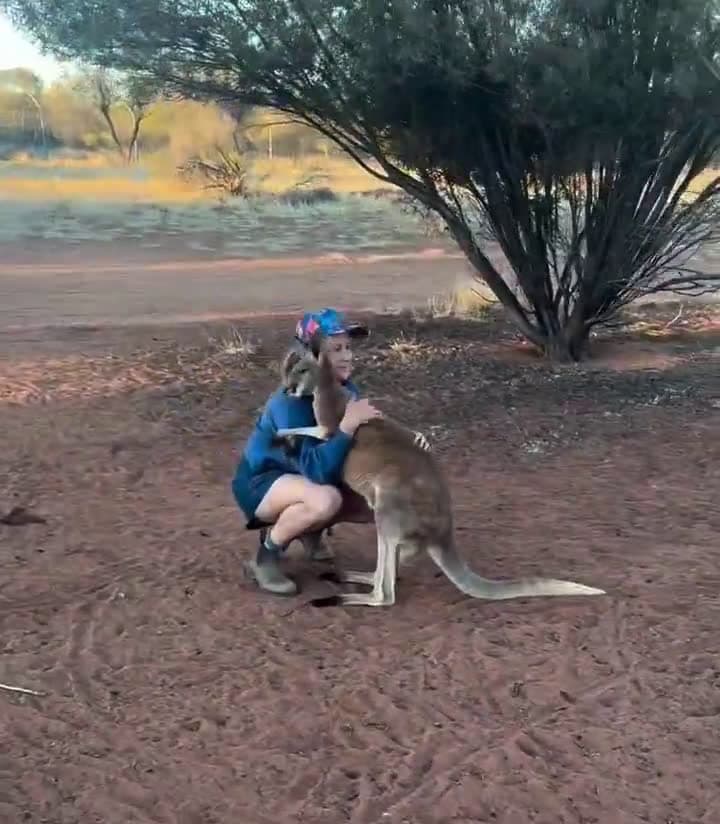 cover for Rescued kangaroo loves some hugs and scritches..🦘😍 #FirstVideoChallenge